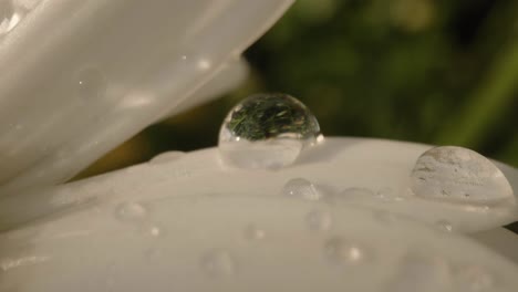 extreme close-up of dew drop on white daisy
