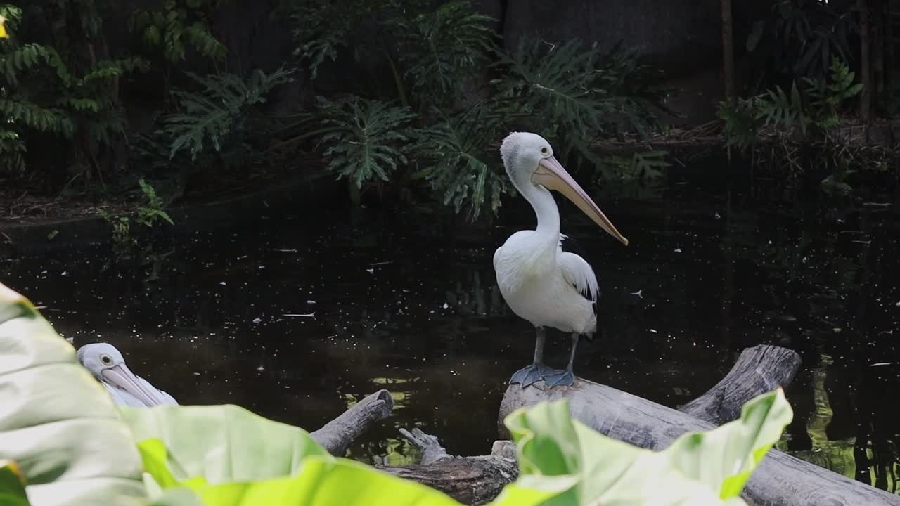 Pelicans Standing on Logs Above Pond in Tropical Wildlife Habitat