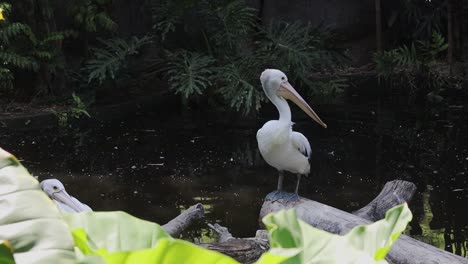 pelicans standing on logs above pond in tropical wildlife habitat