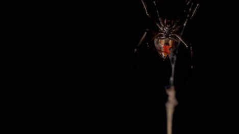 venomous red back spider suspended in web