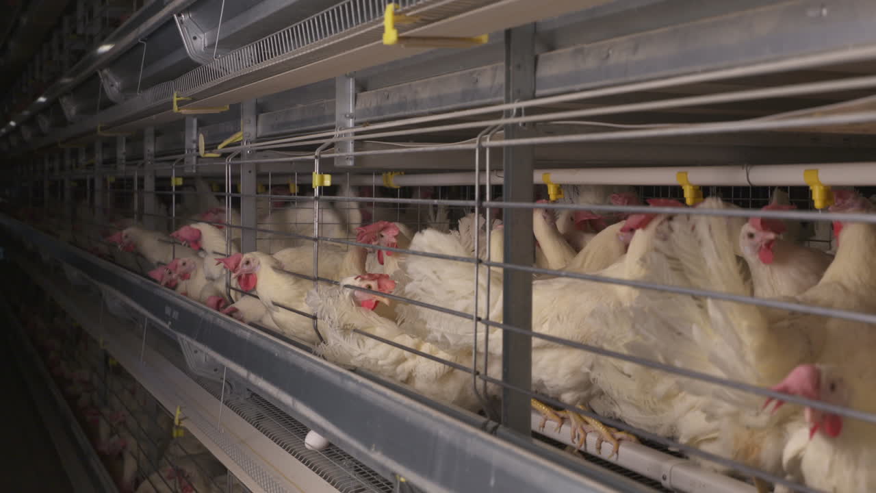 Galline in gabbia in un allevamento di galline ovaiole