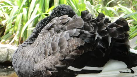 close-up of a black swan's feathered back