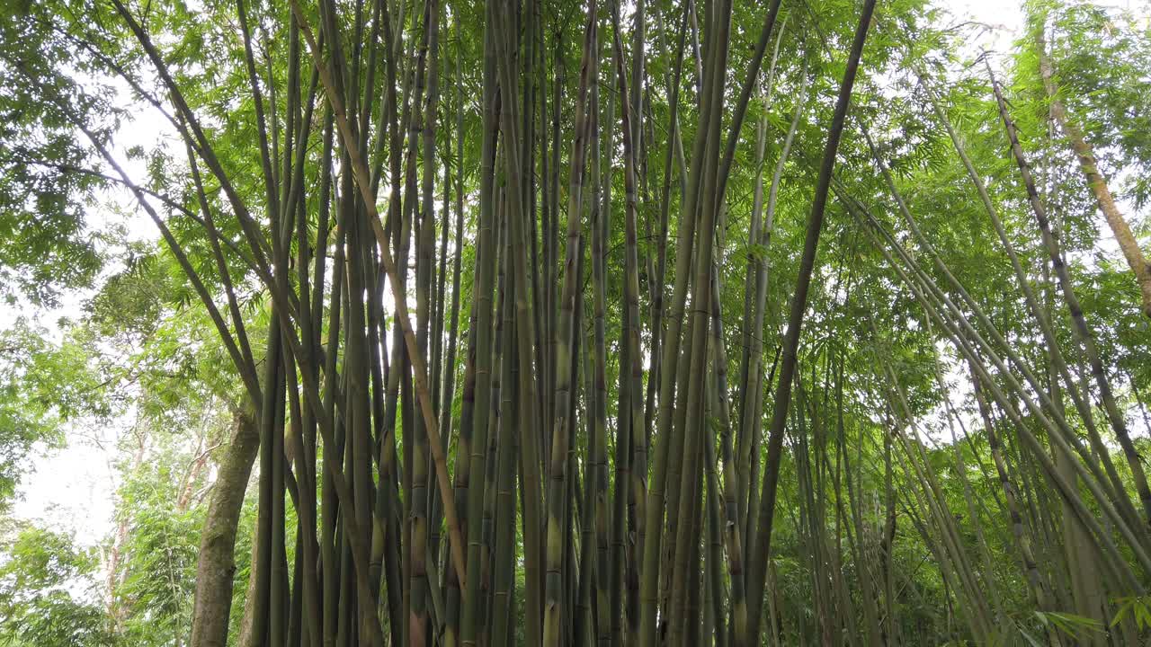 árboles de bambú en el bosque tropical de indonesia