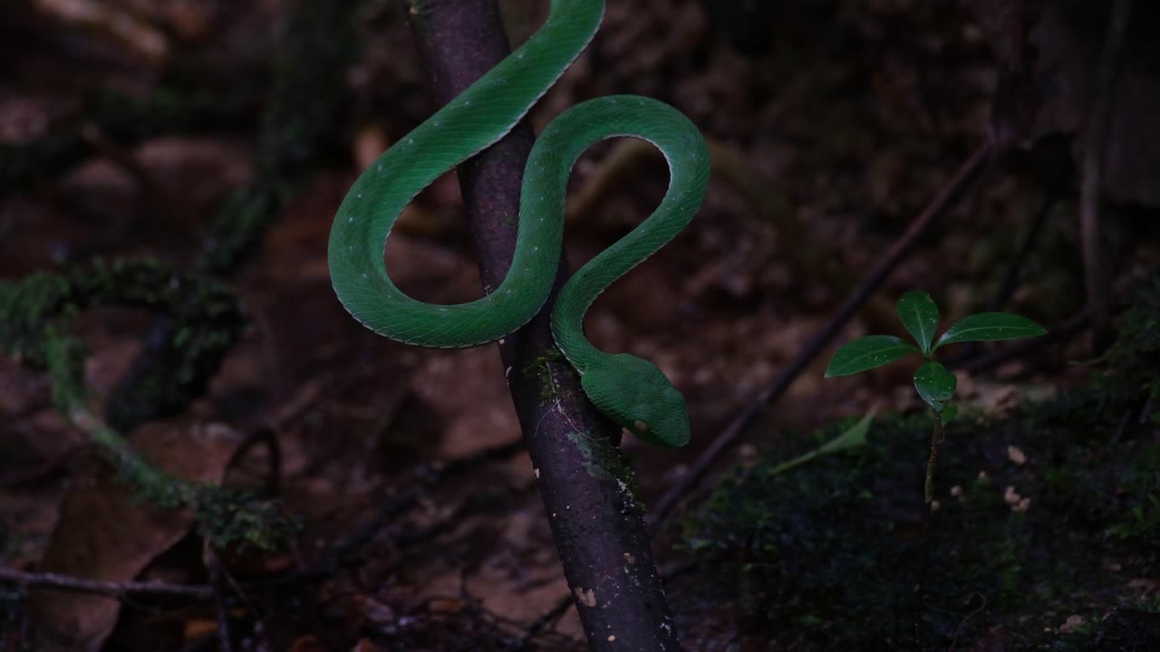 Striking position as the camera zooms in, found at creek in the forest, Vogel's Pit Viper Trimeresurus vogeli, Thailand