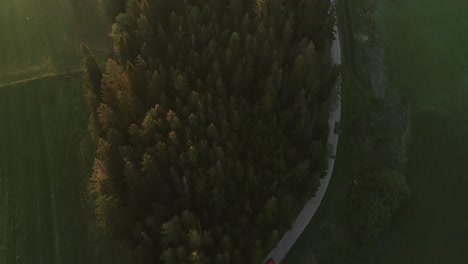 Evergreen-forest-with-golden-glow-from-sunset-in-rural-Poland,-aerial