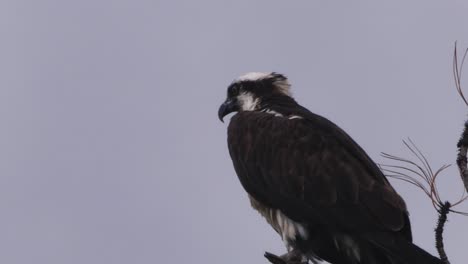 Osprey-perched-on-a-stormy-grey-morning-looking-around-nervously