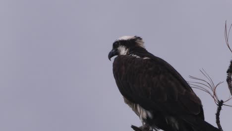 águila-Pescadora-Encaramada-En-Una-Tormentosa-Mañana-Gris-Mirando-Alrededor-Nerviosamente