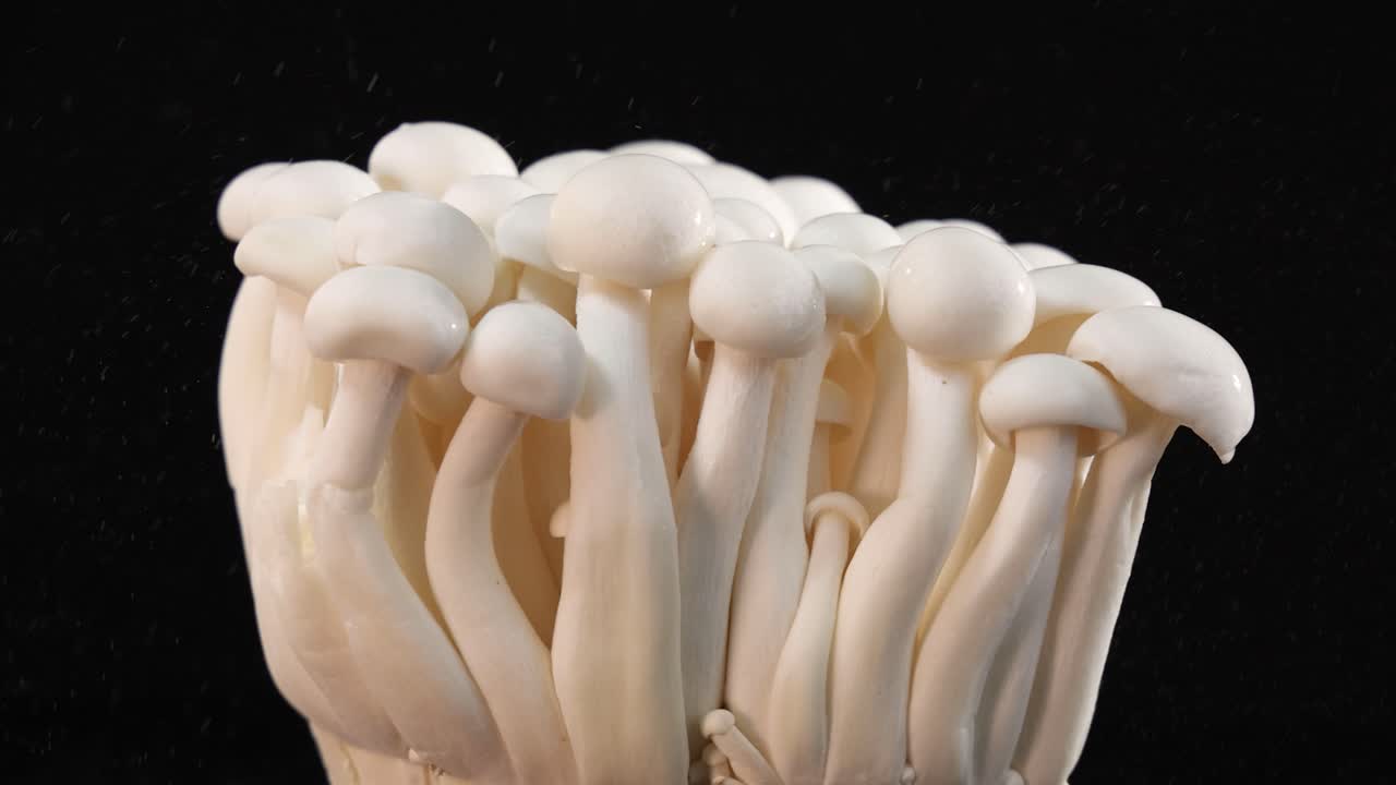 A cluster of enoki mushrooms is sprayed with water in slow motion, illuminated by studio lighting, set against a dark, seamless background