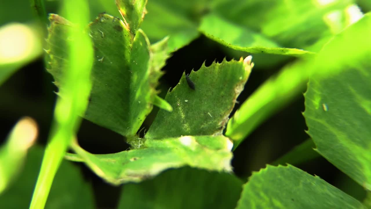 버그에 대한 클립과 휴가