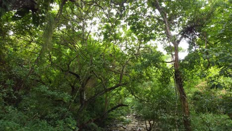 green lush rain forest jungle on sunny day, motion forward view