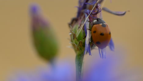 Seven-spot-Ladybird-Hanging-Perched-on-Wild-Flower-Bud