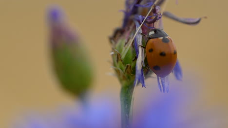 Mariquita-De-Siete-Puntos-Colgando-Posada-En-Un-Capullo-De-Flor-Silvestre