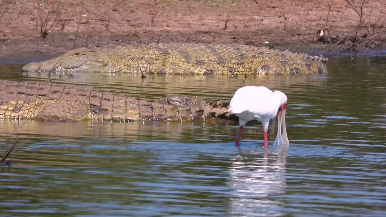 African spoonbill cautiously wades near two basking crocodiles in wetland scene. Natural drama unfolds as the bird navigates dangerous waters, creating powerful predator-prey narrative.