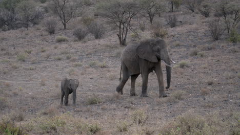 herd of elephants in a natural park in kenya