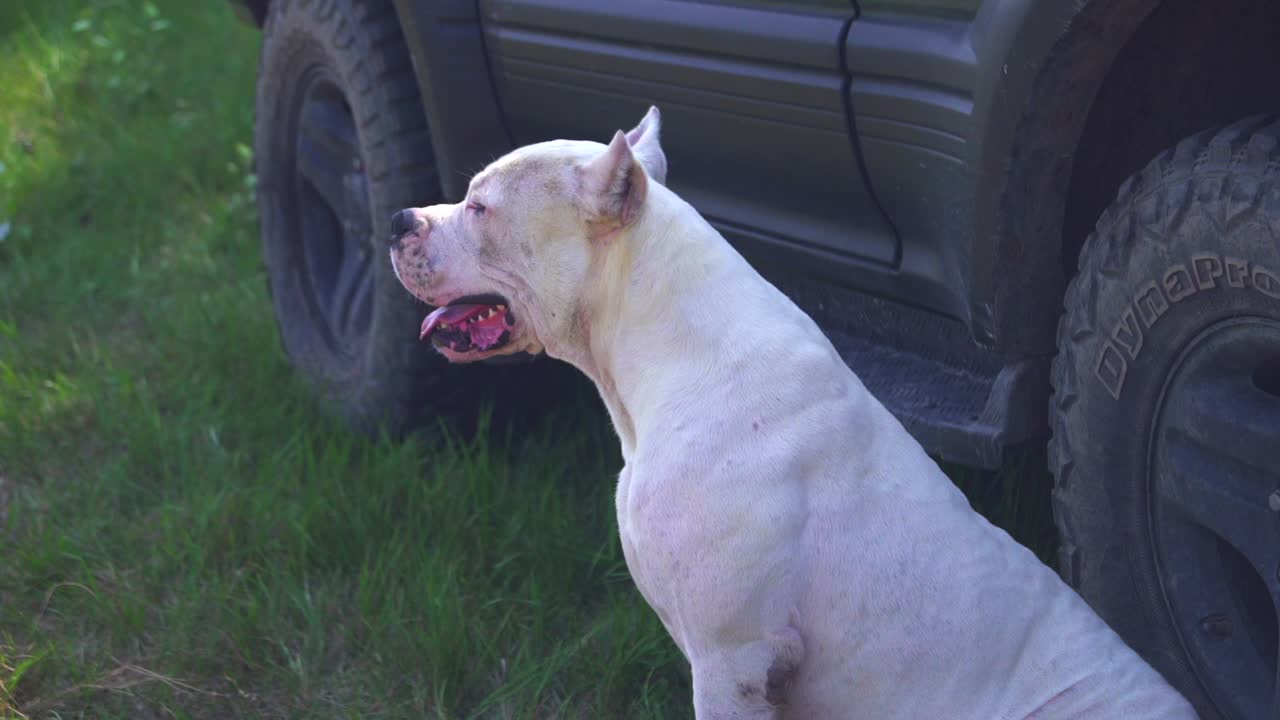Cachorro Dogo Argentino puro-sangue cansado sentado e olhando em volta.