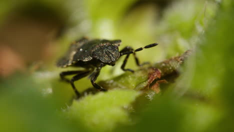 spotted shieldbug auf grünem laub in nahaufnahme