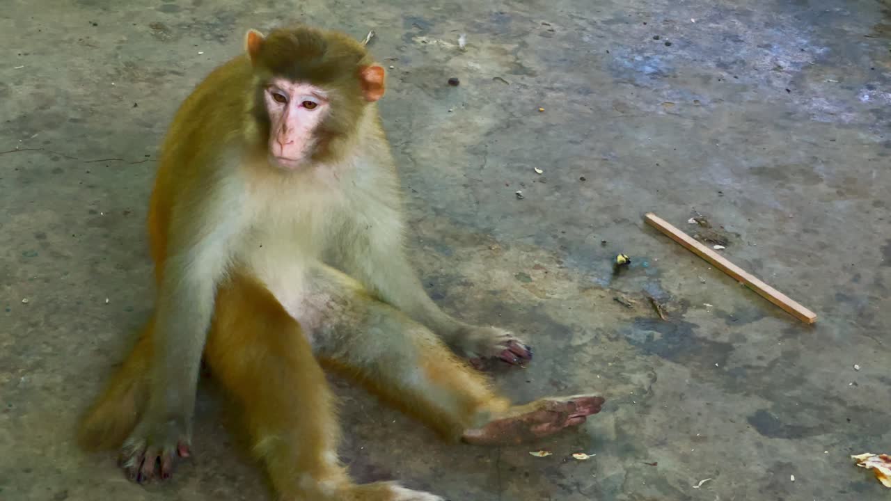 Footage of a monkey sitting and relaxing in a Karachi zoo of Pakistan