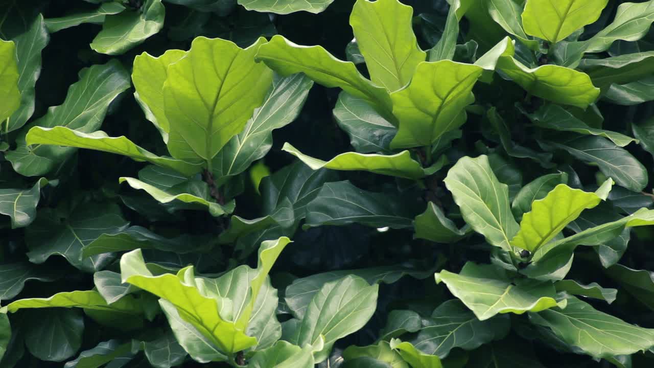 바람에 흔들리는 독특한 모양의 녹색 큰 잎의 배경 샷