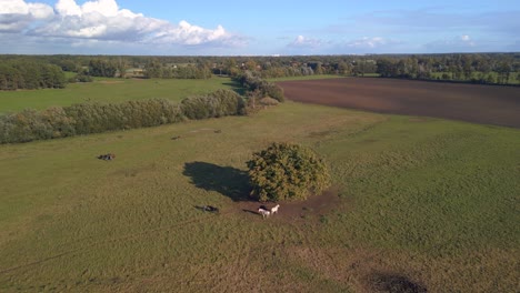 Alrededor-De-Un-árbol-Grueso