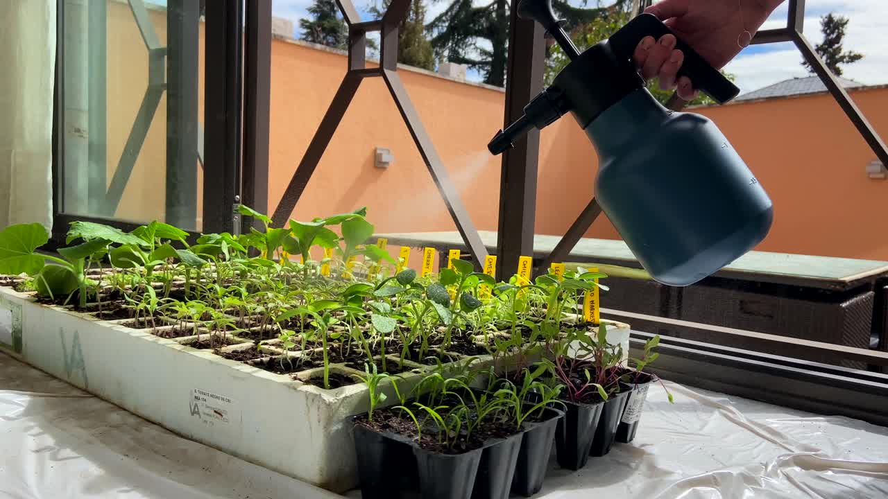 Jardinier amateur arrosant des semis de jardin en germination avec un pulvérisateur