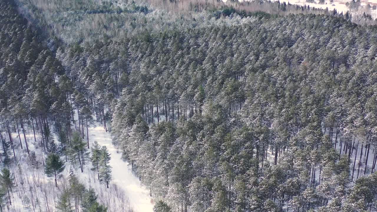 Drone shots of trees- nature during winter time
