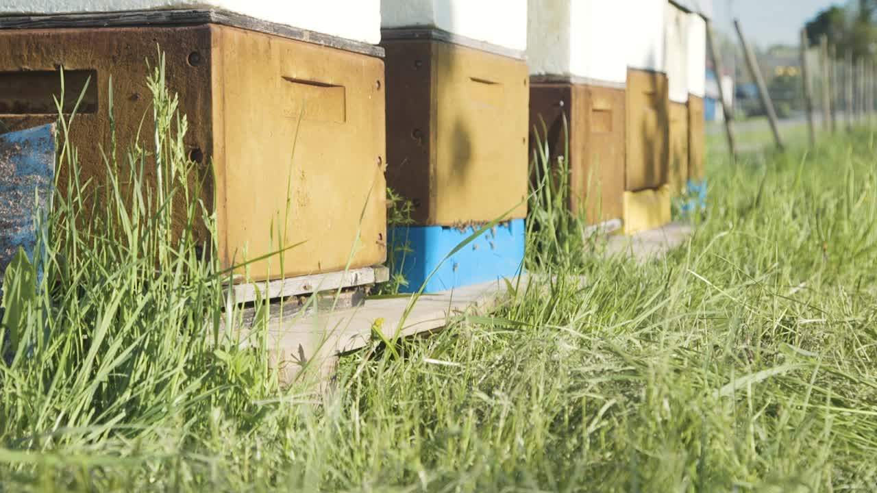 vista de ángulo bajo de la fila de cajas de apiario de colmena al lado de la cerca de alambre del jardín