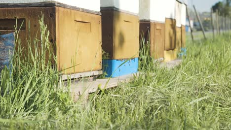 Low-Angle-View-Of-Row-Of-Beehive-Apiary-Boxes-Beside-Garden-Wire-Fence