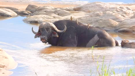 buffalo in a waterhole with birds