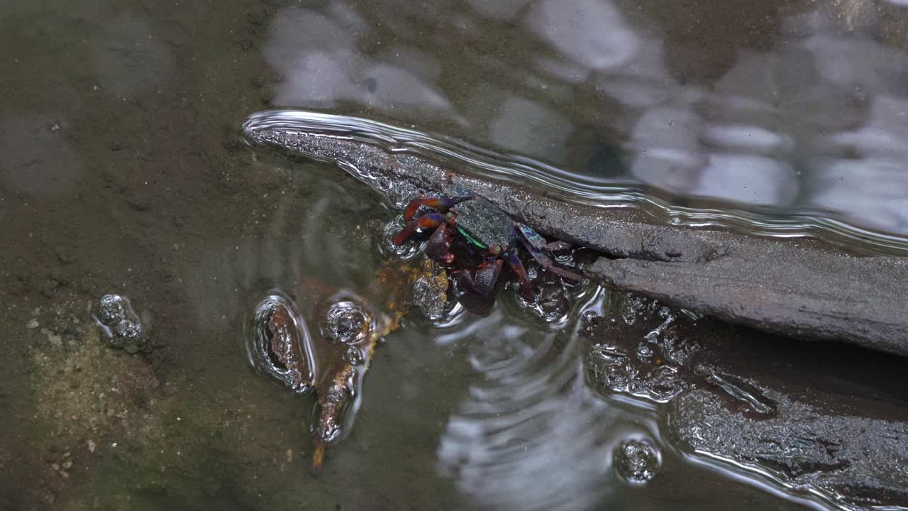 Face banded crab foraging on the fallen rotten leaf on a mangrove wetland environment, close up shot of the marine creature during low tide period