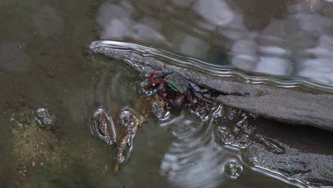 face banded crab foraging on the fallen rotten leaf on a mangrove wetland environment, close up shot of the marine creature during low tide period