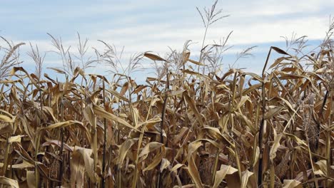 Tilt-down-shot-of-corn-field-in-Romania