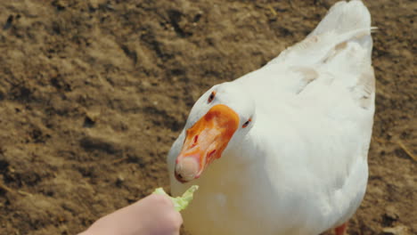 farmer gives a treat to a big white goose on a farm top view