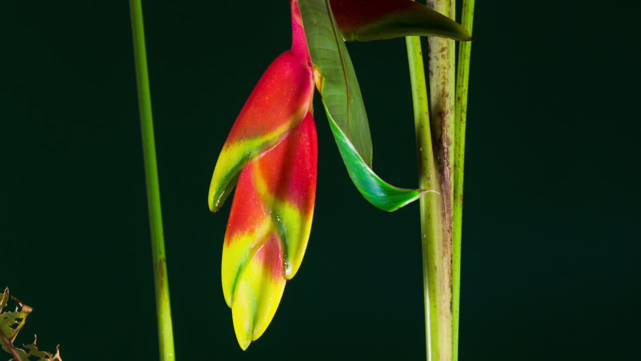 Heliconia rostrata, the hanging lobster claw or false bird of paradise flowering plant time lapse.  A vivid red yellow downward-facing flower, follow motion HD crop close up, long.