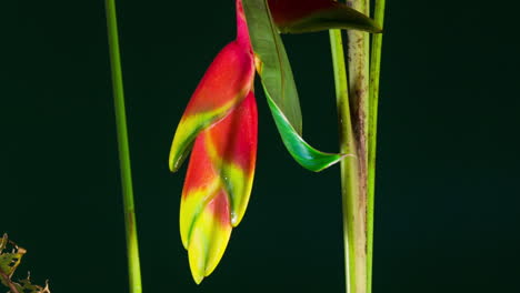 heliconia rostrata, the hanging lobster claw or false bird of paradise flowering plant time lapse.  a vivid red yellow downward-facing flower, follow motion hd crop close up, long.