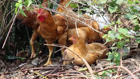 un grupo de pollos picoteando y explorando.