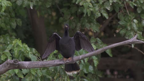 Male-anhinga-bird-sits-on-tree-branch-and-bobs-head-with-spread-wings