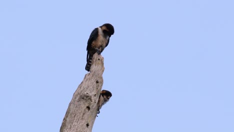 el falconet de muslo negro es una de las aves rapaces más pequeñas que se encuentran en los bosques de algunos países de asia