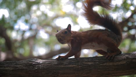 squirrel walking and running away on a branch of a tree in the park