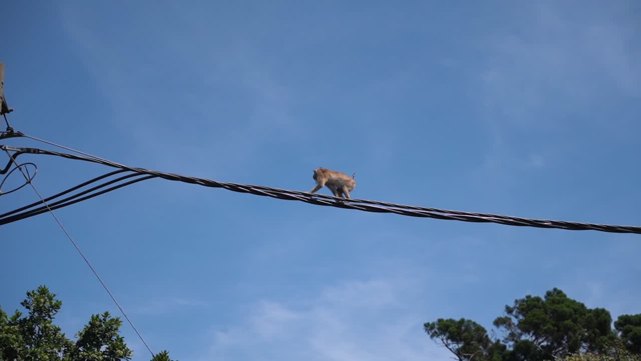 Little monkey stops takes food in his mouth as he moves in public over the power lines in Cambodia on a hot summer day. following shot