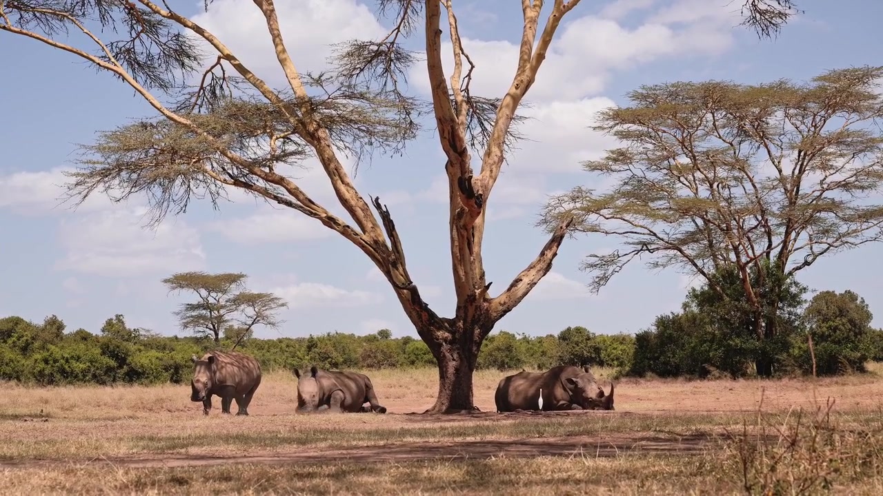 Família de rinocerontes brancos numa floresta de acácias, em uma Área de Conservação da Vida Selvagem Africana, em safári com um grupo de rinocerontes, mostrando uma história de sucesso na conservação no Quênia, na África.