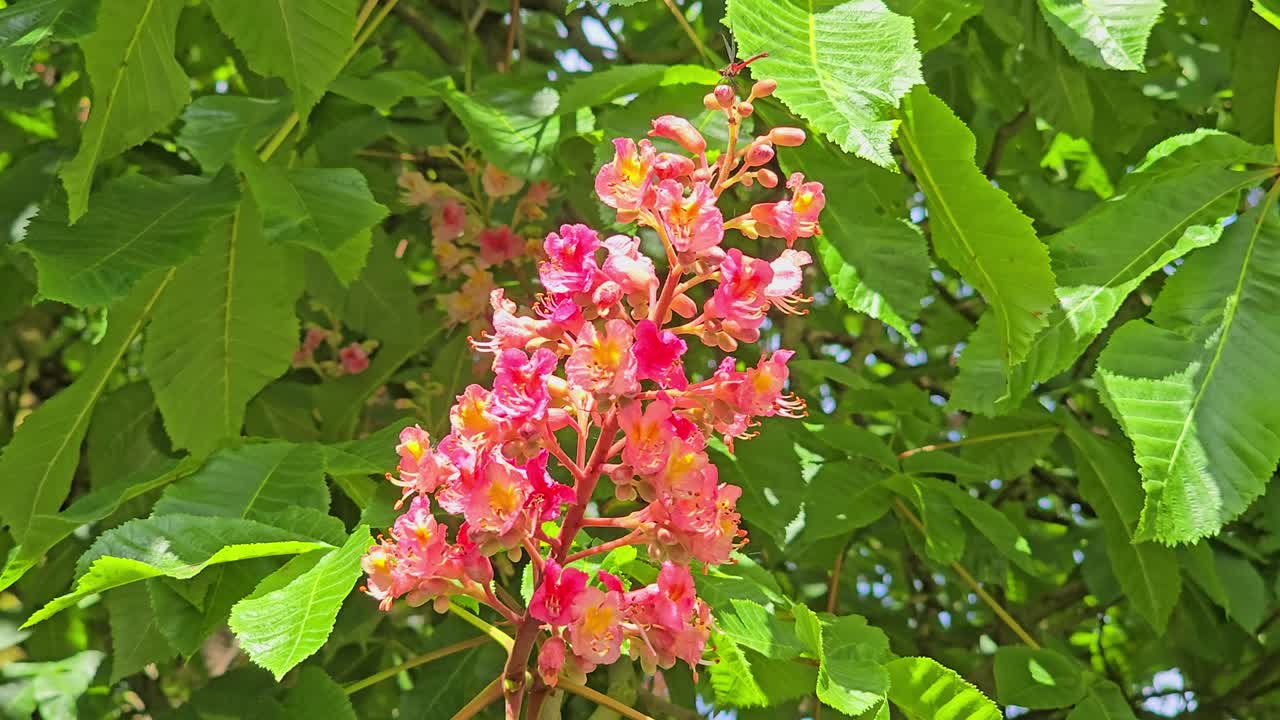 Close-up view of pink coloured blossoms flowering chestnut tree in the spring which moves slightly in the wind.