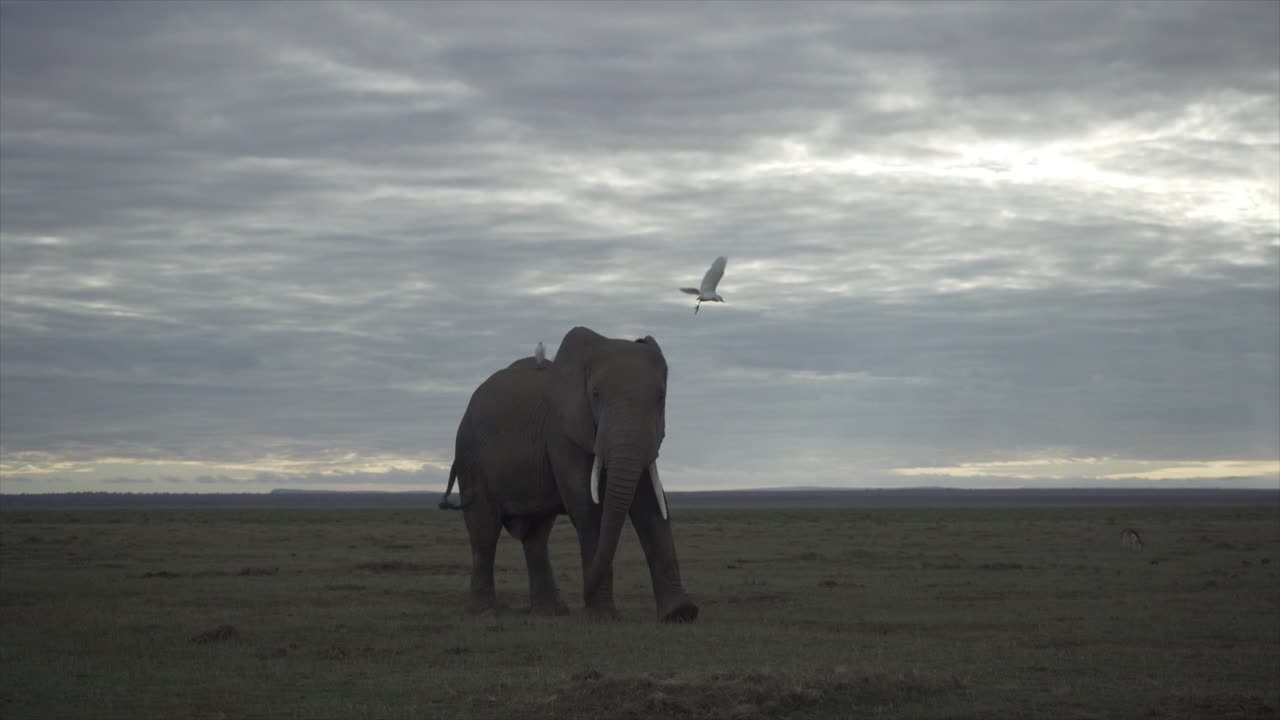 Elephant and egret in Amboseli National Park