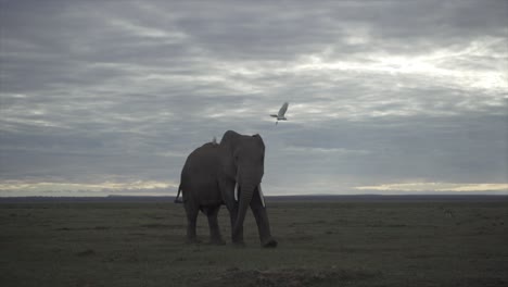 elephant and egret in amboseli national park