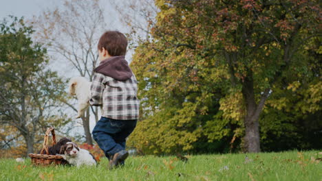 a chinese kid plays with several puppies in the park, puts them in a basket