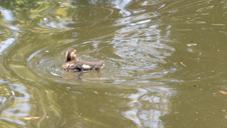 Schwimmende-Ente