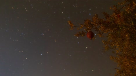 Time-lapse-Colgando-Granada-En-La-Rama-De-Un-árbol-Y-El-Cielo-Nocturno-En-El-Fondo-Cuando-La-Temporada-De-Cosecha-Llega-En-Otoño-En-Una-Aldea-Desértica-En-Irán,-Medio-Oriente,-Asia,-Frutas-Orgánicas-Frescas,-Hojas-De-Hojas-De-Naranja