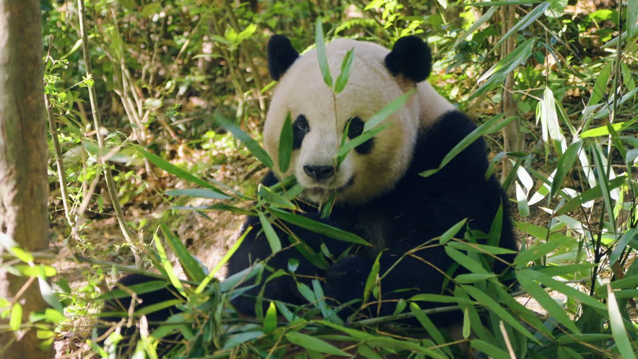 Roztomilá panda jí sama v bambusovém lese v Čcheng-tu v Číně - detailní záběr