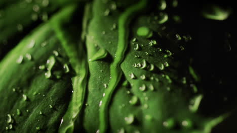 gotas de agua fluyen por la hoja verde del árbol