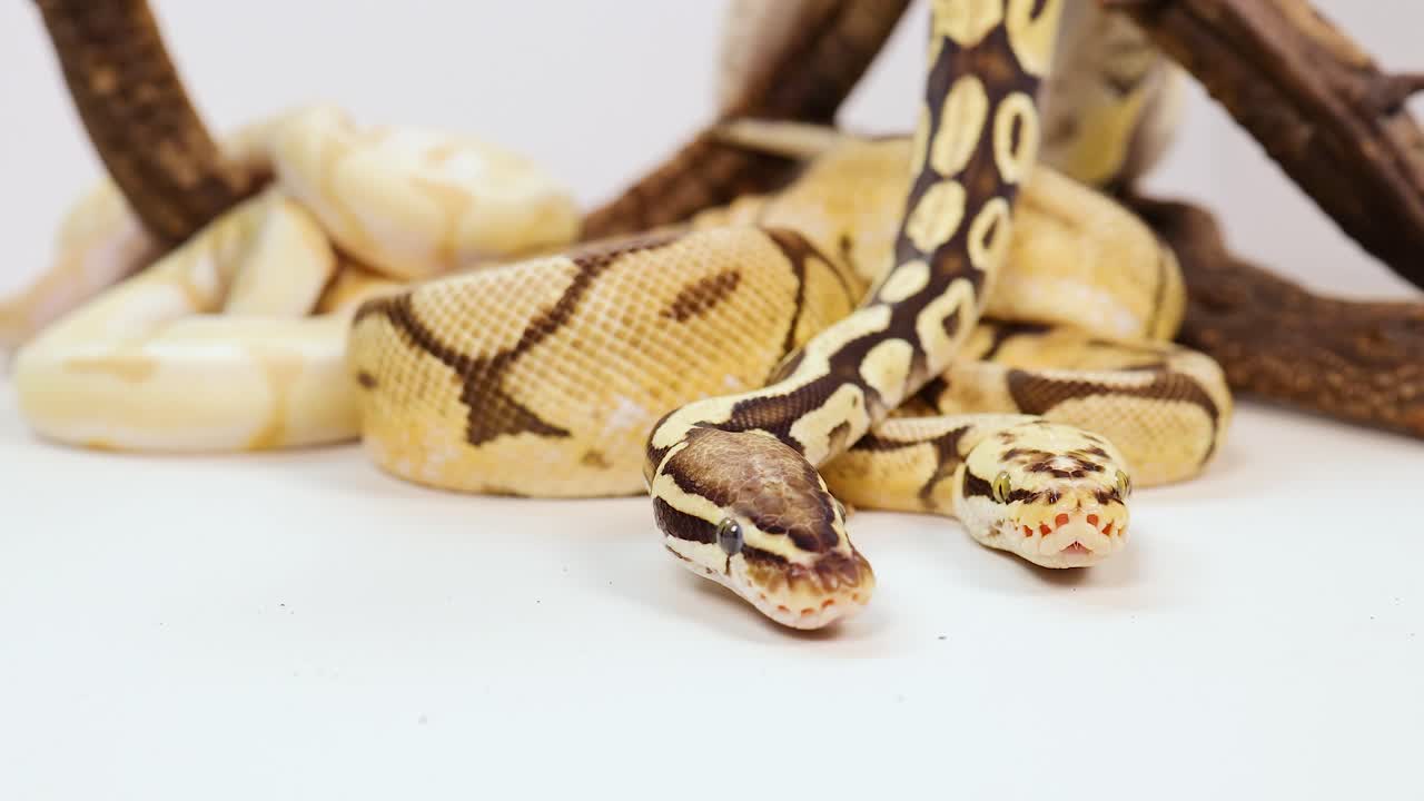 A corn snake moves among wooden branches in a well-lit studio. The environment is minimalistic, highlighting the snake's patterns