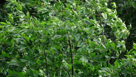 A-strong-summer-wind-blowing-through-the-trees-in-a-woodland-in-Worcestershire,-England